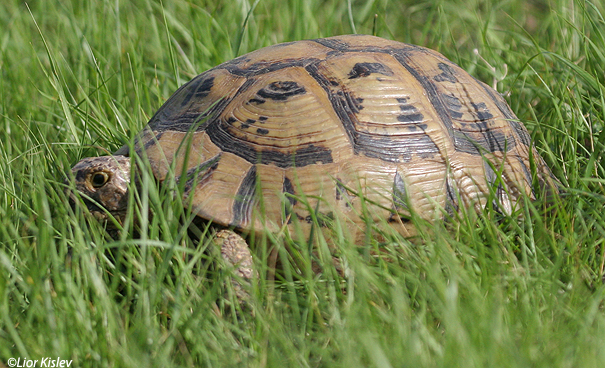   צב יבשה מצויMditerranean Spur-thighed Tortoise                         Testudo graeca        הגלבוע פברואר 2007